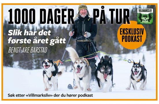 Bengt-Are Barstad står på ski i full fart bak fire huskyer i fullt firsprang.