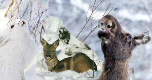 Dyra i vinterskogen - illustrasjonsbilde med hare, rådyr og elg.